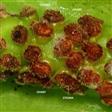  Pistils-Ovaries with brown broad stigmas